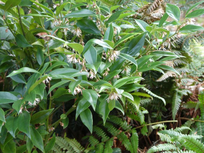 2023-12-27 Sarcococca orientalis 1.jpg