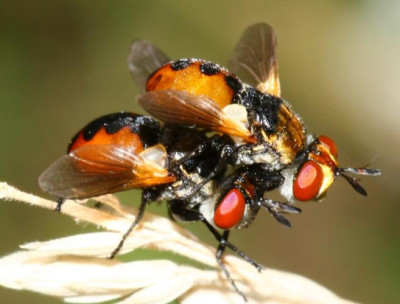 Gymnosoma_sp_-_Raupenfliege_23b_6mm_Sandgrube_Niedringhaussee.jpg