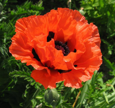 Papaver Carine.jpg