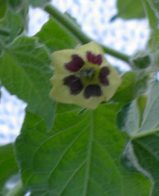 20041119_physalis_bluete.jpg