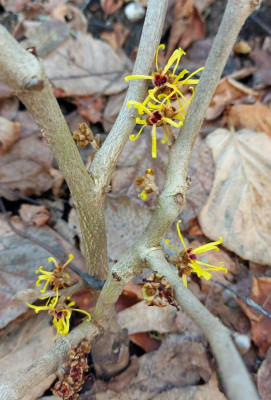 20231230_164944 Hamamelis mollis Boskoop.jpg