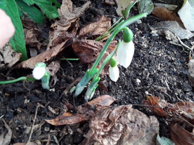 Schneeglückchen.jpg
