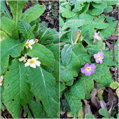 Primula.jpg