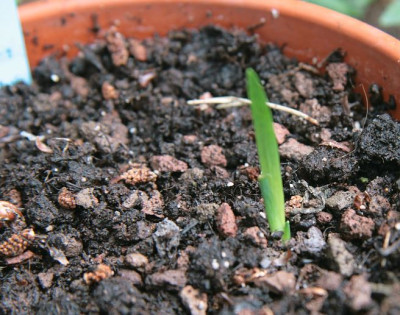 iris_foetidissimaIMG_2487jpg.jpg