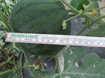 Melone-6.jpg