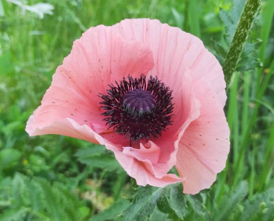 Papaver_alt_20230607_182628_B.jpg