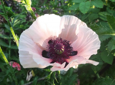 Papaver_Koenigin_Alexandra_20230607_182309_B.jpg