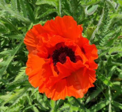 Papaver_Hugo_20230520_125033_B.jpg