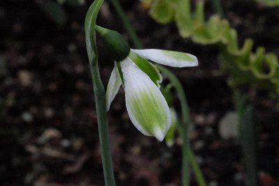 DSCF8030.JPG