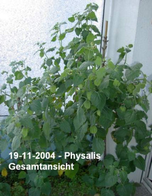 20041119_physalis_gesamtansicht.jpg