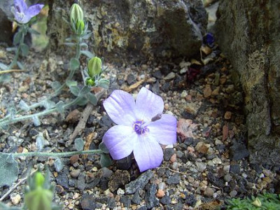 Campanula_fragilis_fars_2008.jpg