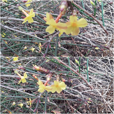 Winterjasmin.jpg