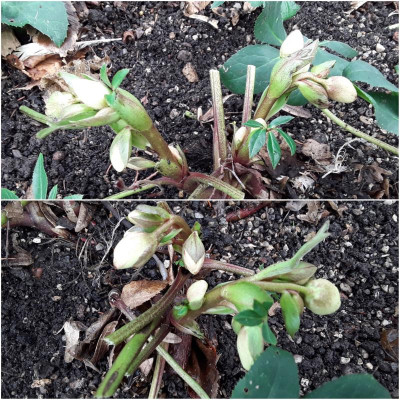 Helleborus.jpg