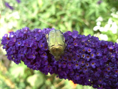 Cetonia_aurata_fars_2008.jpg