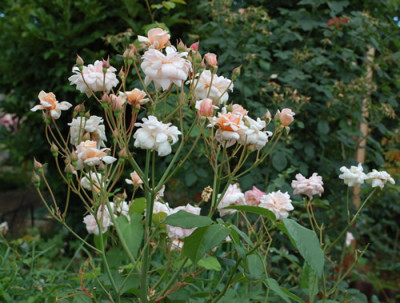 Perle_dOr_0010__DSC_0390.jpg