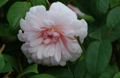 Rosa_Perle_DOr_1_22-06-2008.jpg