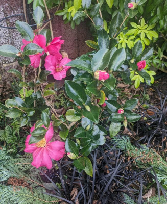Camellia-ParadiseBelinda.24-1.jpg
