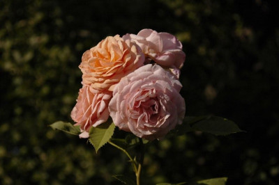 26.06.2008_031.jpg