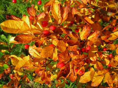 77Photinia_koreana.jpg