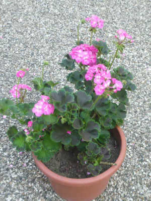 Pel-Flower-Power-.jpg