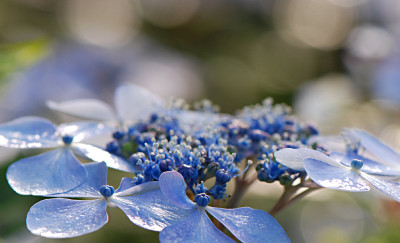 Blue-Bird-Jul0808-2.jpg