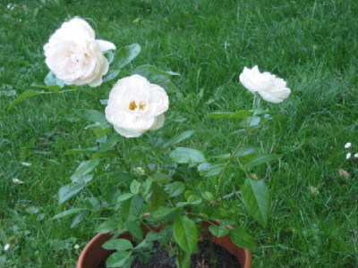 lions_Rose_Stecklinge_1_08_Juli.jpg