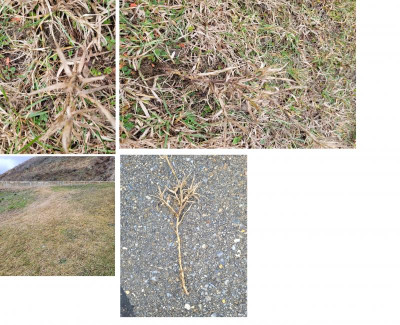 Bilder_Rasen.png