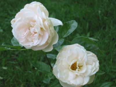 Lions_Rose_Blueten_Juli_08.jpg