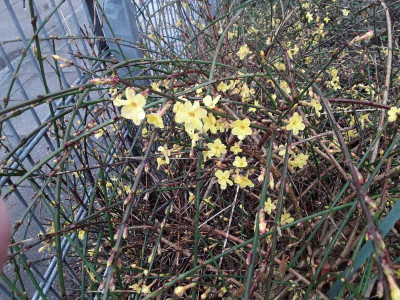 Winterjasmin.jpg