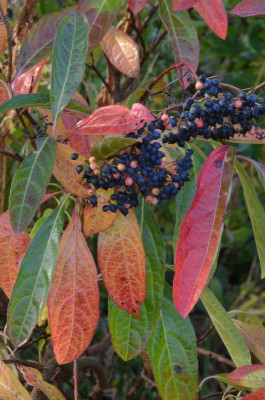 Viburnum_nudum.21-7.jpg