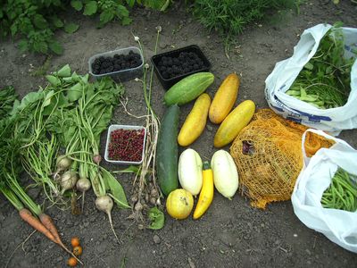 quer_durch_den_gemusegarten.jpg