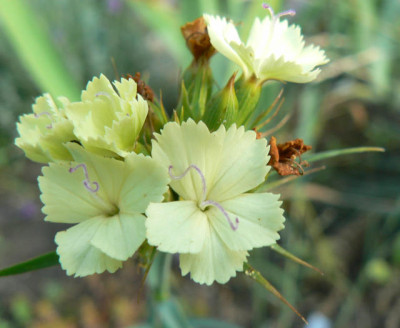 Dianthus_knappii.jpg