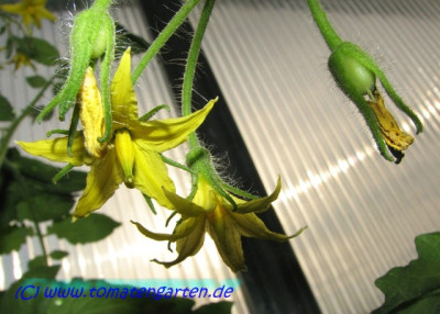 Brione_Flower2.JPG