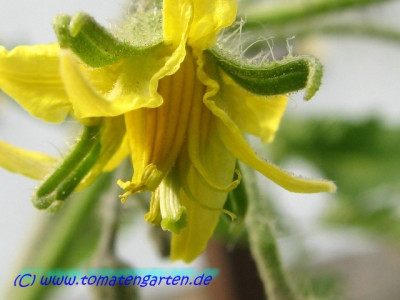Gruene_Helarios_Flower2.JPG