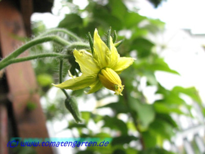 White_Snowball_Flower2.JPG