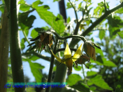 Nadgok_Haduk_Flower1.JPG