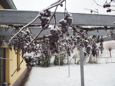 Wein 12.1.24 ue.JPG