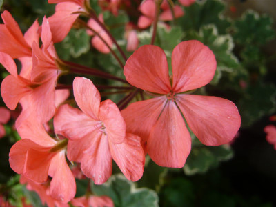 Pel-Platinum-2-.jpg
