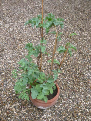 P-gibosum-1-.jpg
