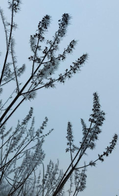 20240113_141850 Vitex.jpg