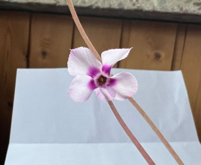 2024-01-13 Cyclamen alpinum.jpg