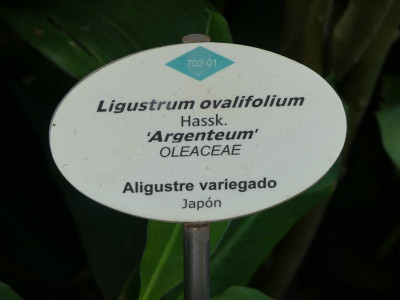 Ligustrum ovalifolium 'Argenteum' 2.jpg