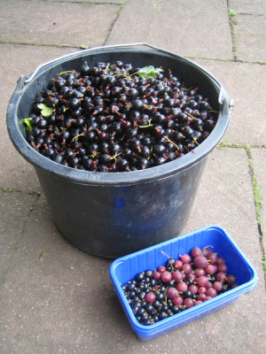 josta_ernte_0534.jpg