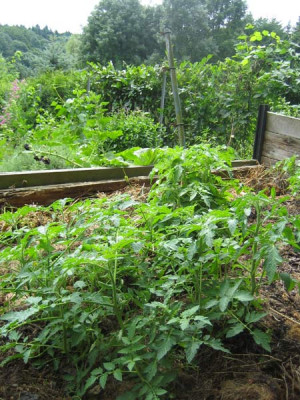 komposttomaten_0533.jpg