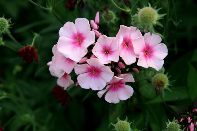 St_Phloxrosa09078.jpg