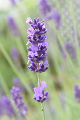 Olivenblüte, Lavendelsorten 016.JPG