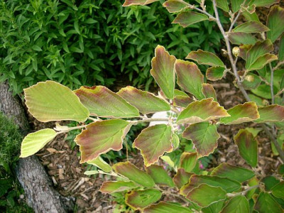 hamamelis_blaetter-2008-06-20.jpg