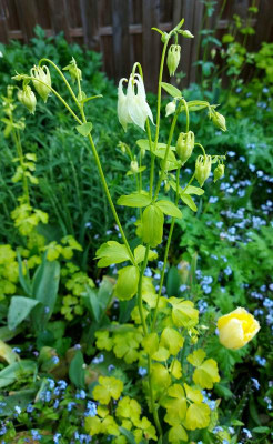 20230515_174543 Aquilegia Woodside White.jpg
