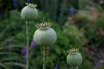 Mohn0608.jpg