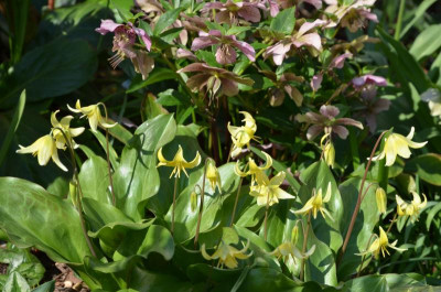 Erythronium-Pagoda.17-1.jpg